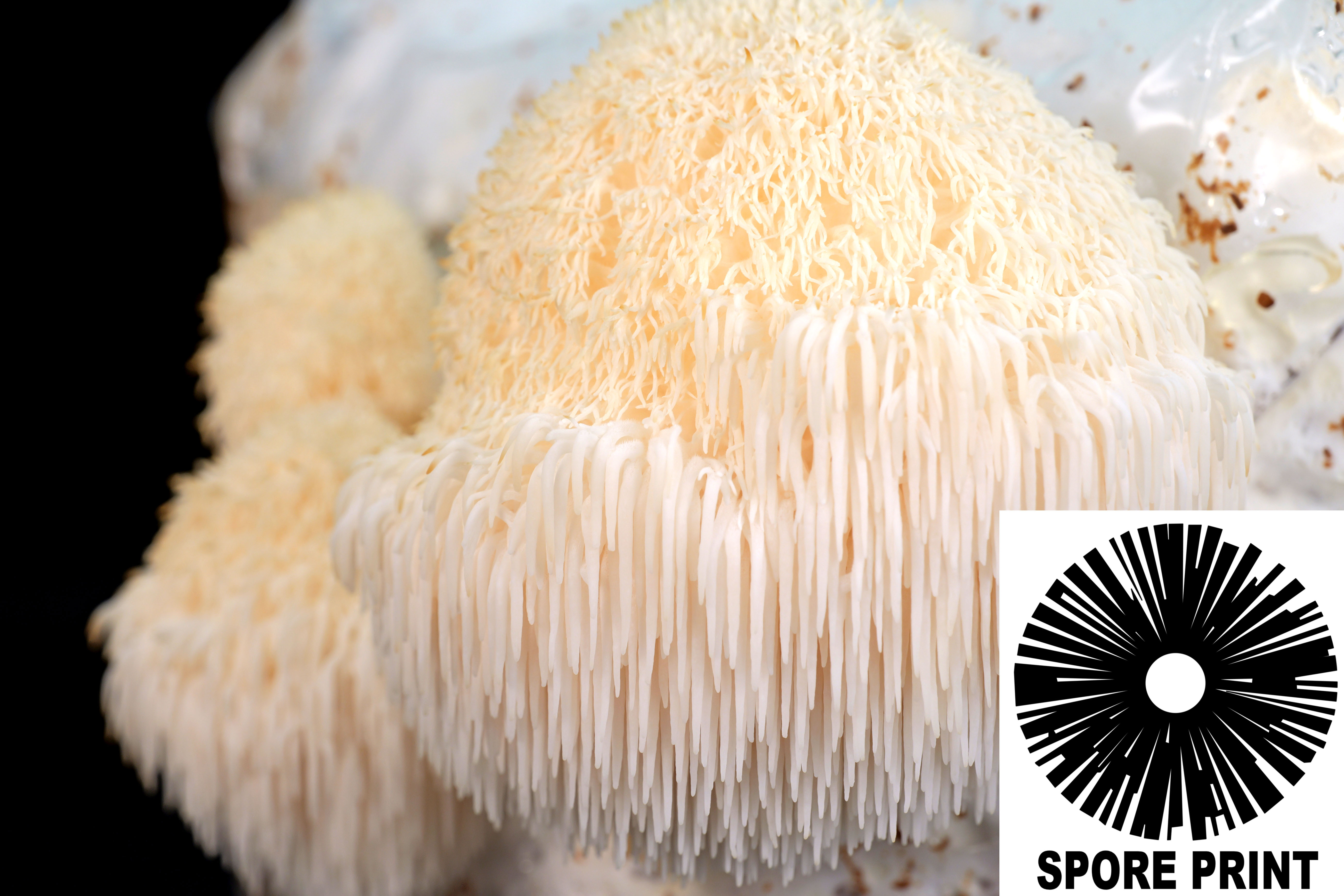 Hericium erinaceus : Lion's Mane Mushroom Spore Print